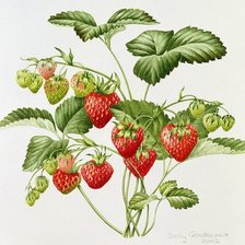 НАТЮРМОРТ С КЛУБНИКОЙ