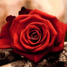 Схема вышивки «Алая роза»