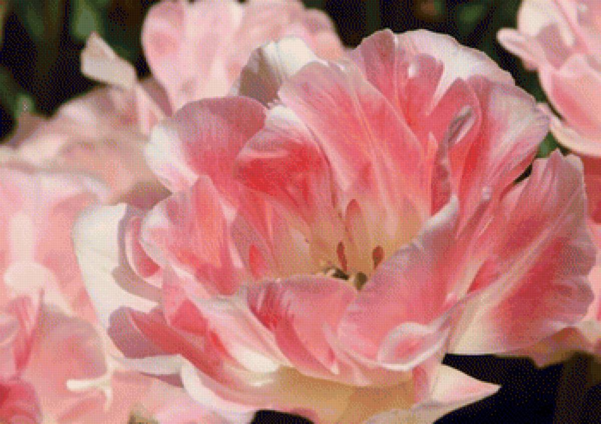 ПИОН - пион - предпросмотр