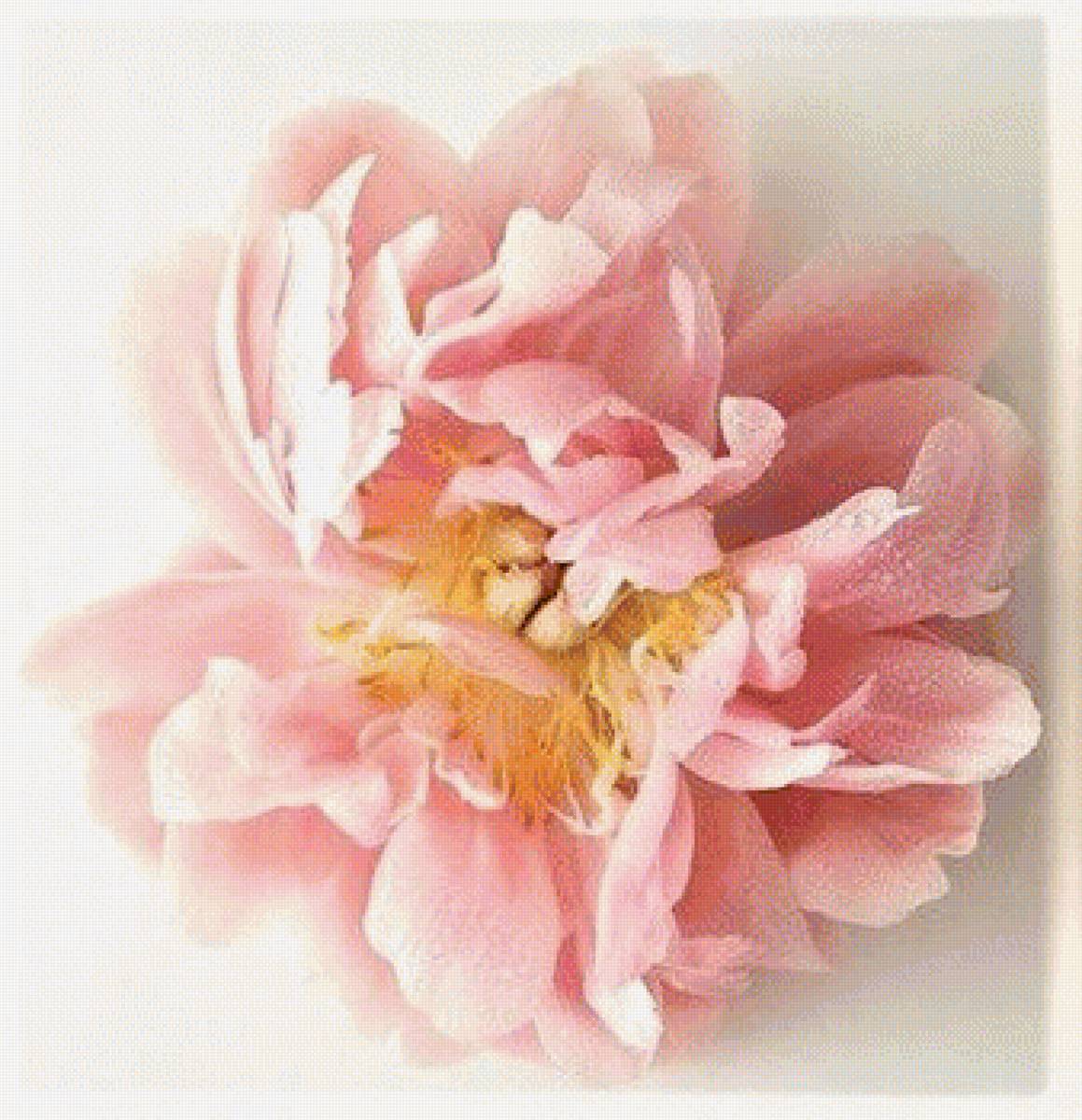 ПИОН - пион - предпросмотр