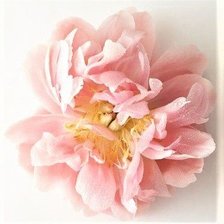 Схема вышивки «ПИОН»