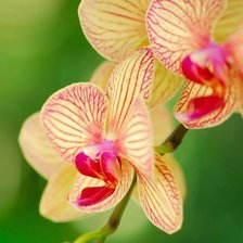 Схема вышивки «ОРХИДЕЯ»