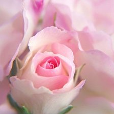 Схема вышивки «РОЗА»