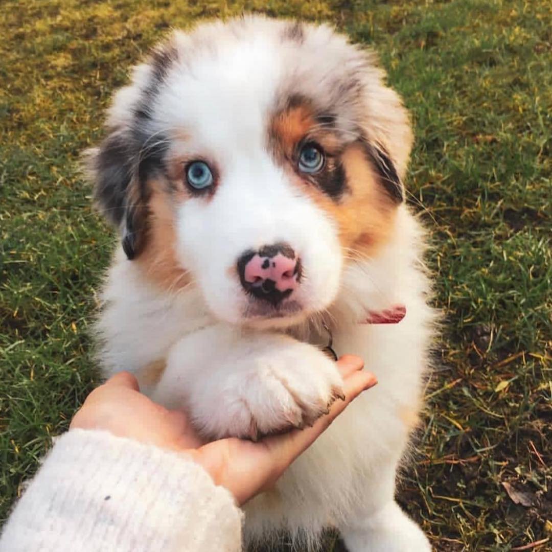 Верность - собаки, животные - оригинал