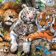 Большие кошки