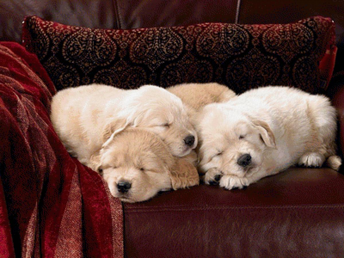 Сладкий сон - собаки, животные, щенки, лабрадоры, щенок - предпросмотр