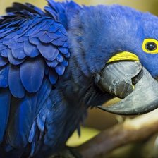 Схема вышивки «Синий ара»