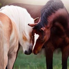 Схема вышивки «Нежность»