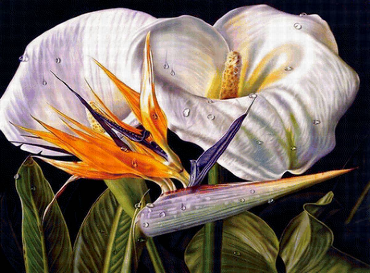 Каллы и стрелиция - букет, каллы, цветы - предпросмотр