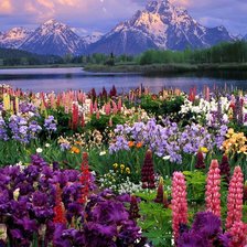 Схема вышивки «Луг с цветами»