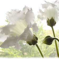 Схема вышивки «біла ніжність»