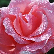 Схема вышивки «розы»