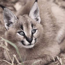 Схема вышивки «котенок Каракала»