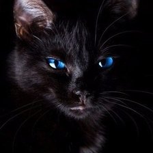 Схема вышивки «Черная кошка»