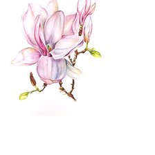 Схема вышивки «Магнолия /размер примерно 200 х 280 крест/»