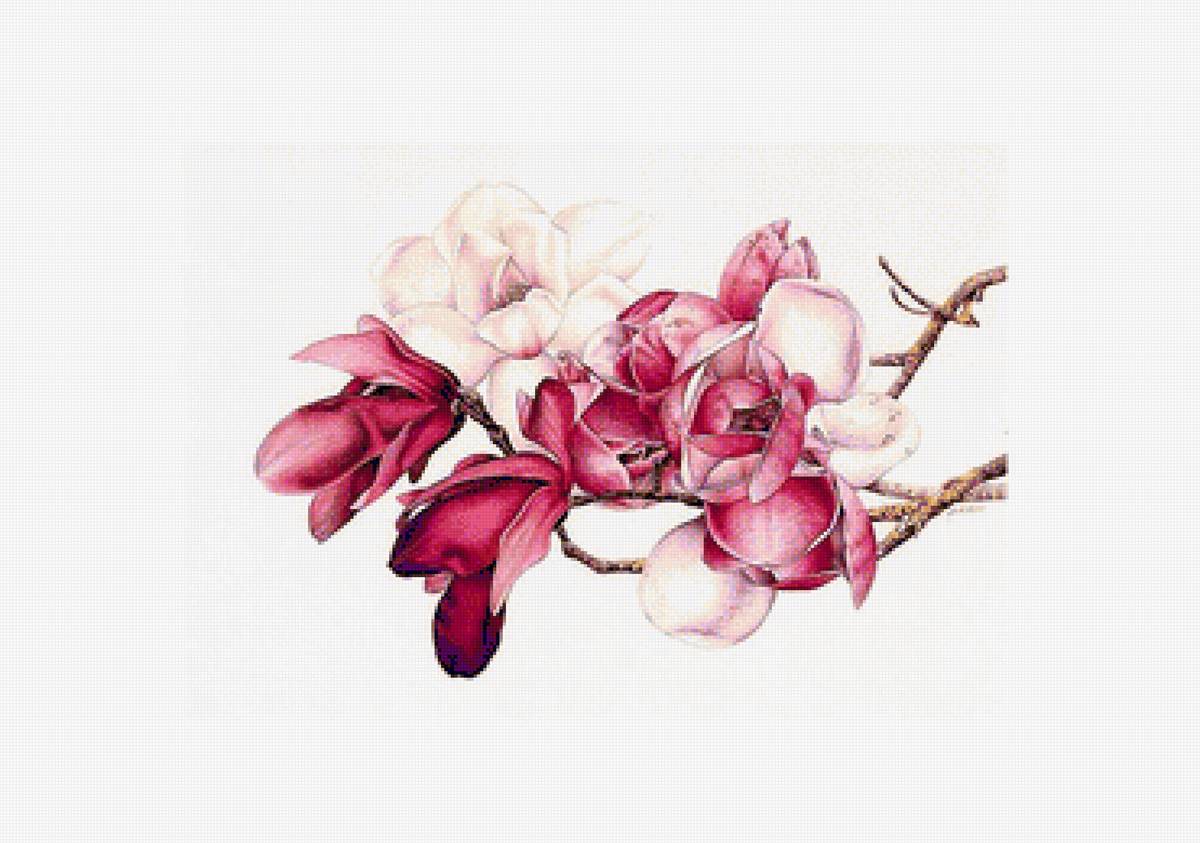 Ветка магнолии - цветы, магнолия, цветущая ветка - предпросмотр