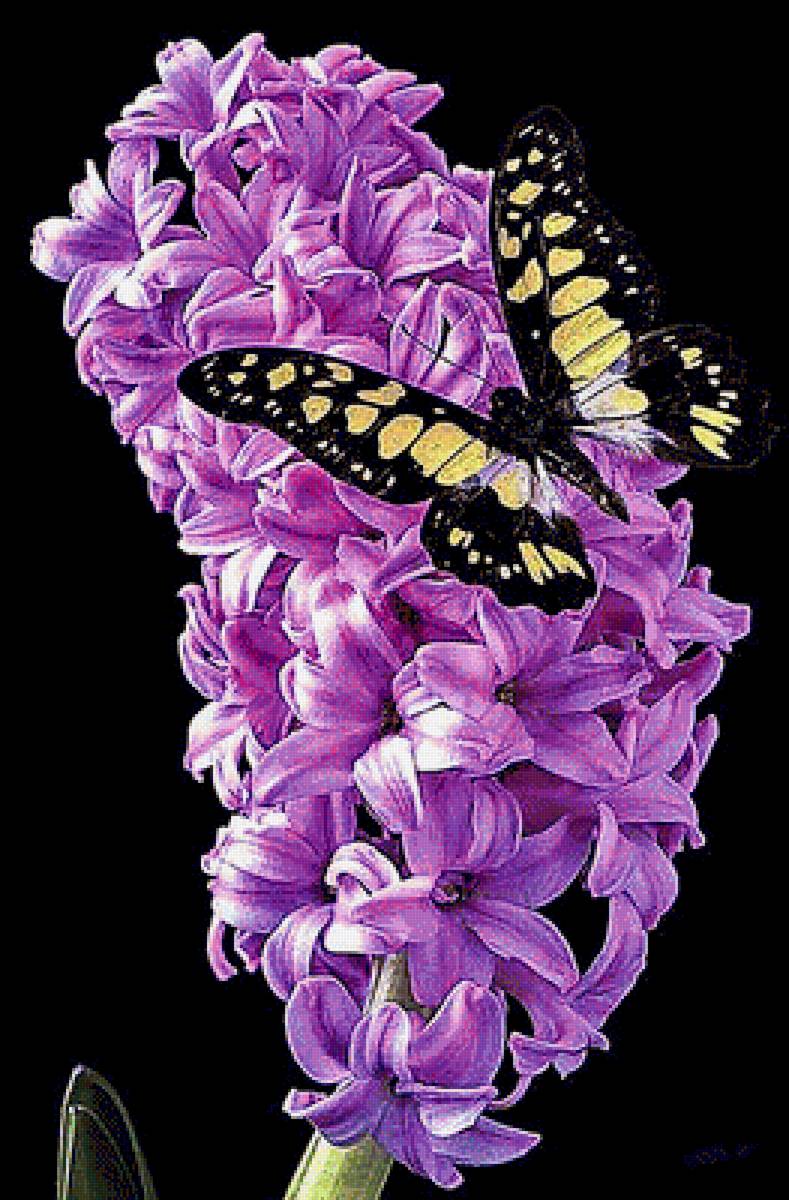 №1909883 - гиацинт - предпросмотр