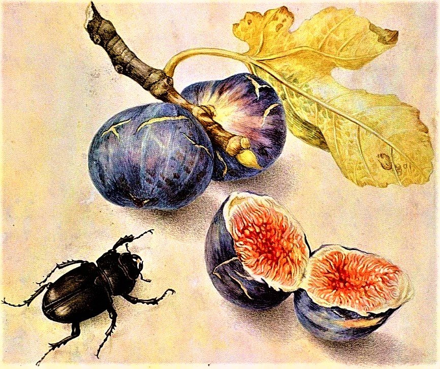 №1909914 - инжир - оригинал