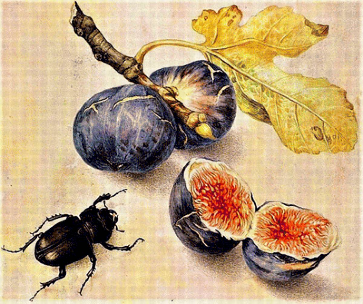 №1909914 - инжир - предпросмотр