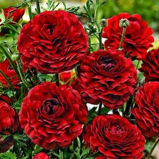 Схема вышивки «цветы»