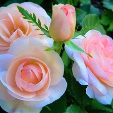 Схема вышивки «Розы»