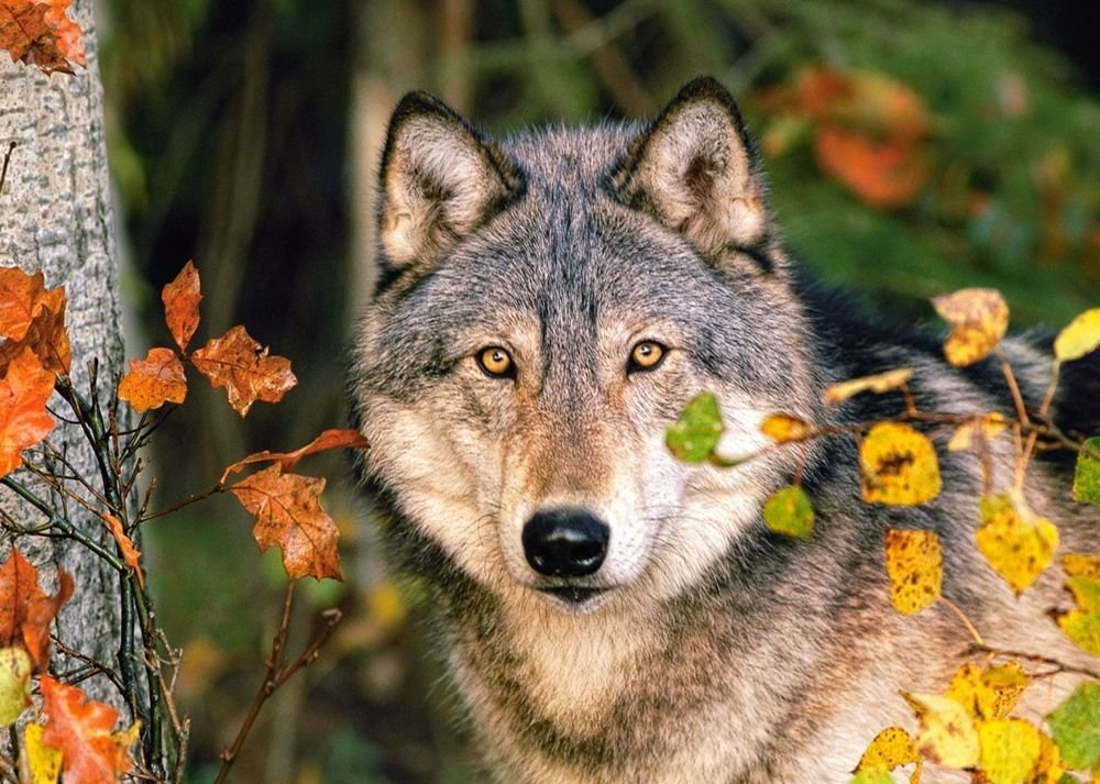 Волк - волк, лес, природа, животные - оригинал