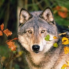 Схема вышивки «Волк»