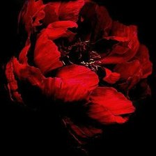 Схема вышивки «Красный пион»