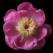 Схема вышивки «Пион»