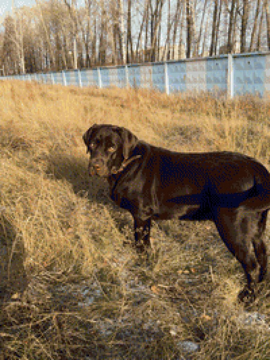 Лабрадор - предпросмотр