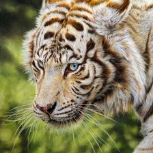 Схема вышивки «Белый тигр»