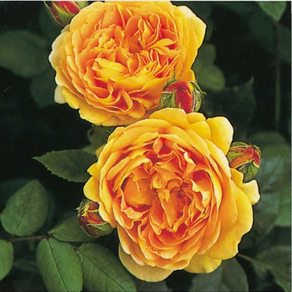 розы - оригинал