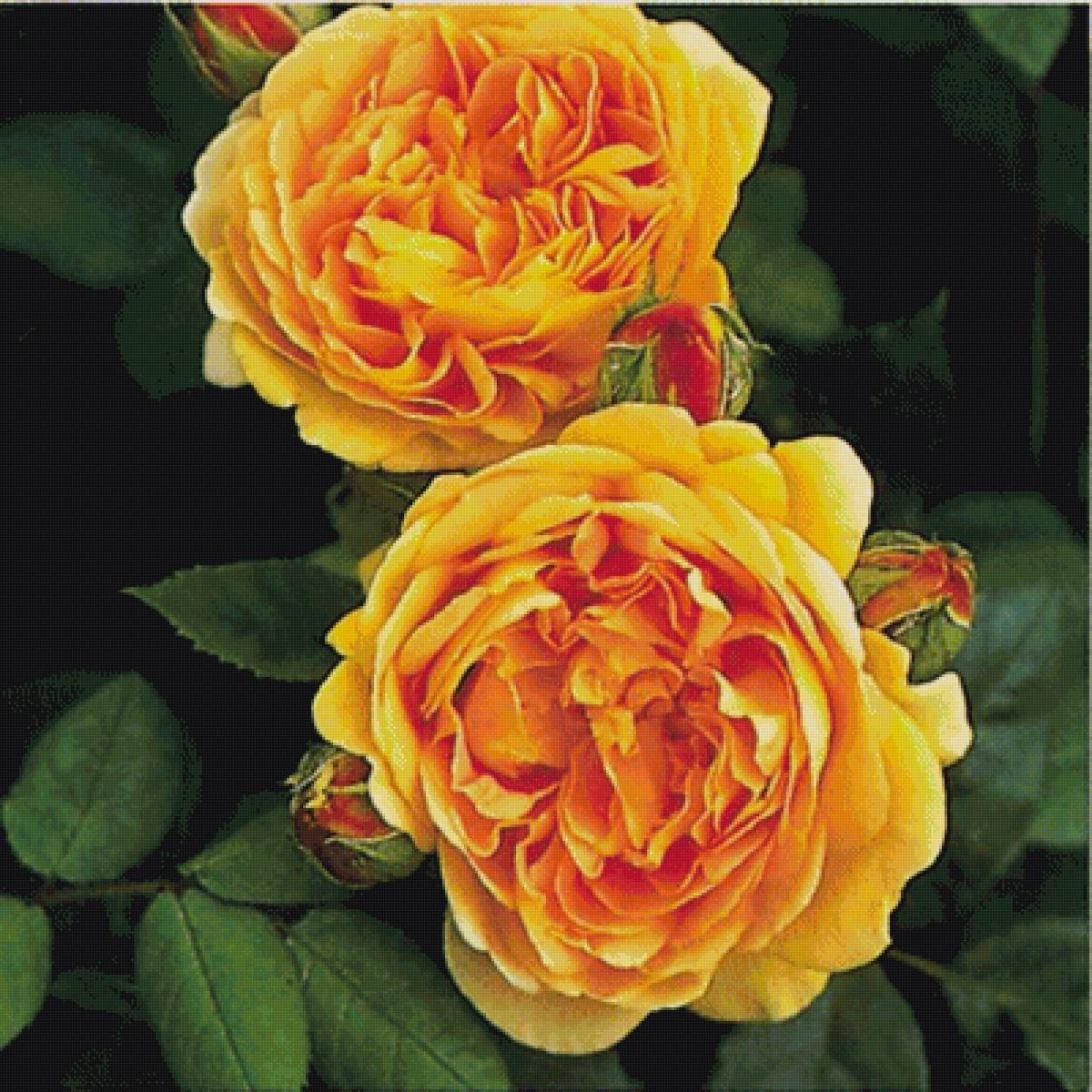 розы - предпросмотр