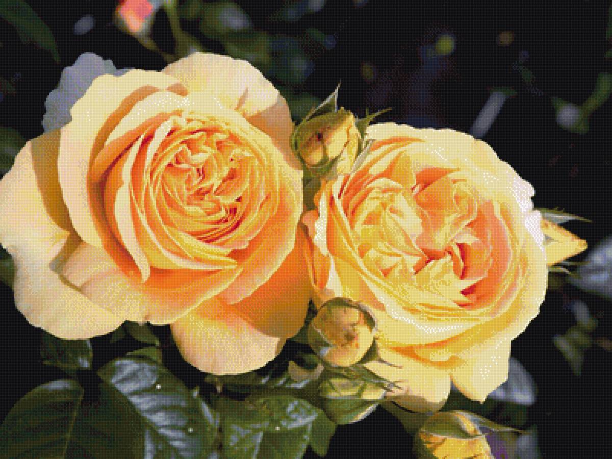 розы - предпросмотр