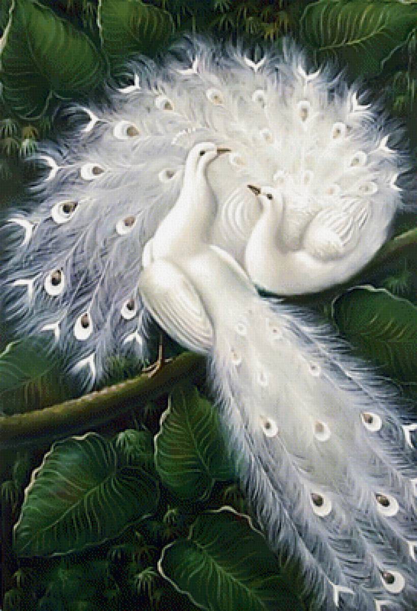 Арт - павлин, арт, фэнтези, птицы, пара, сад - предпросмотр