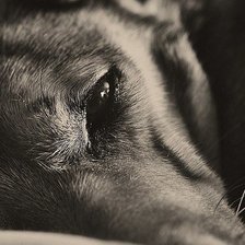 Схема вышивки «Взгляд»