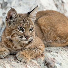 Схема вышивки «РЫСЬ»