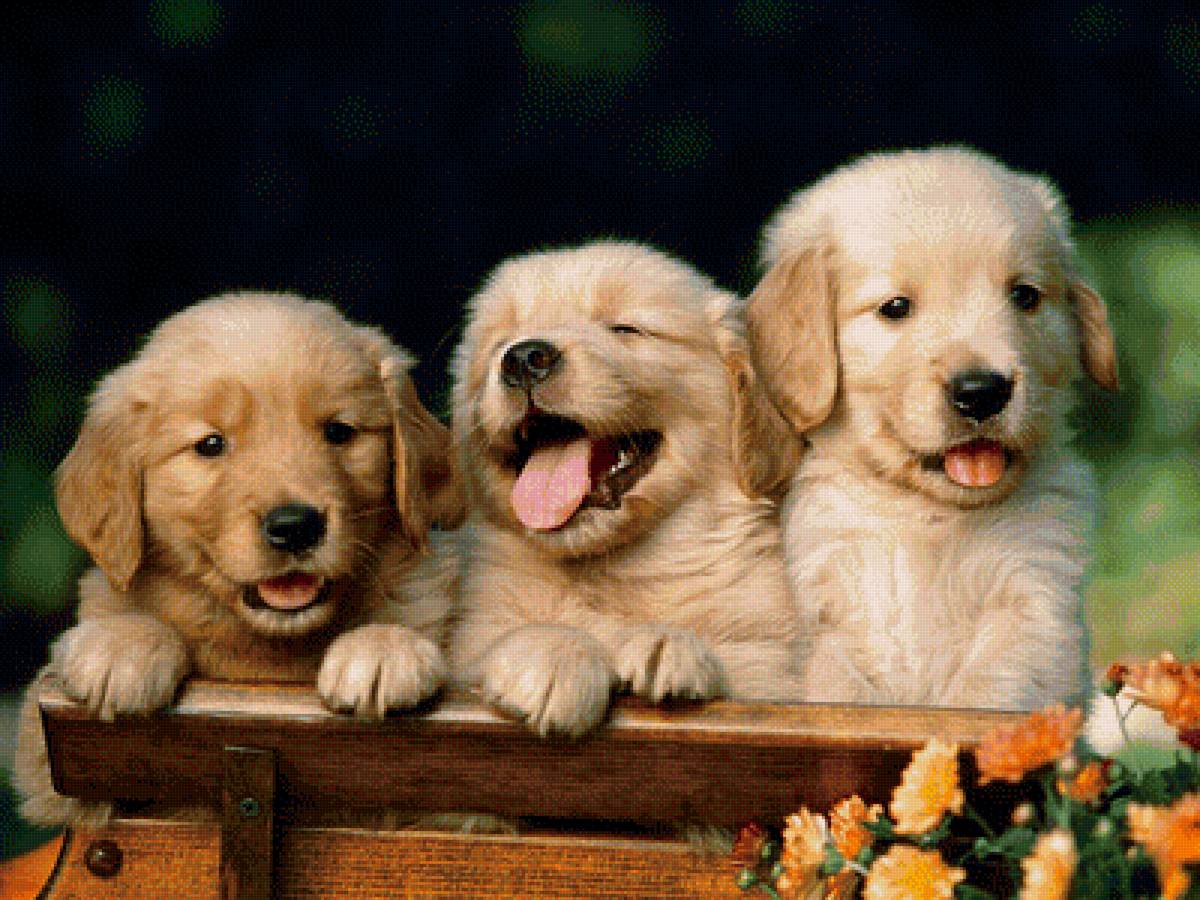 Щенки - собака, животные, щенок, щенки, цветы - предпросмотр