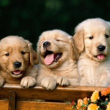 Схема вышивки «Щенки»