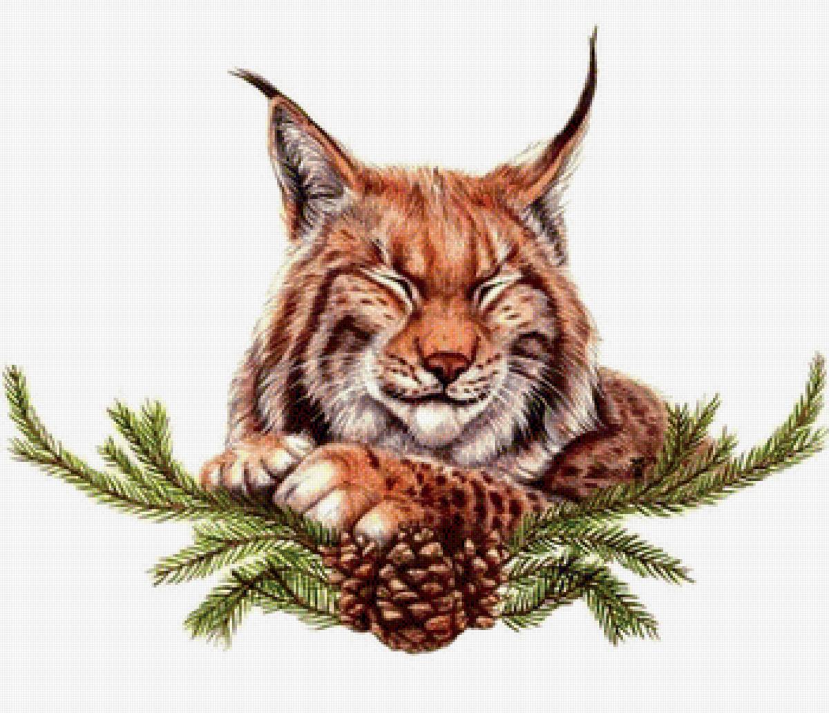 Рысь - хищник рысь еловая ветка - предпросмотр