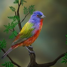 Схема вышивки «Птичка»