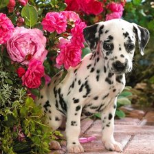 Схема вышивки «щенок»