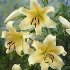 Схема вышивки «ЛИЛИИ»