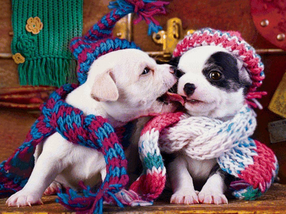 Друзья - щенок, щенки, собачки, животные - предпросмотр