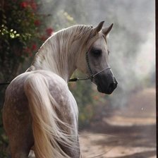 Схема вышивки «Серый скакун»