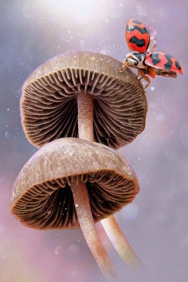 жучек - оригинал