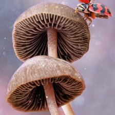 Схема вышивки «жучек»