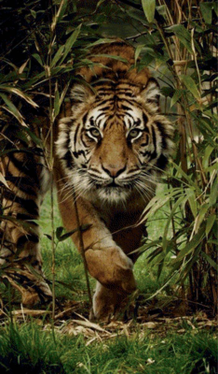 Тигр - животные, природа, тигр - предпросмотр
