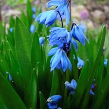 Схема вышивки «проліски»