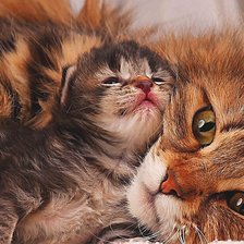 Схема вышивки «№1912864»